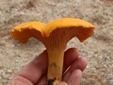 Cantharellus enelensis image