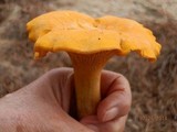 Cantharellus enelensis image