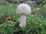 Amanita vittadinii image