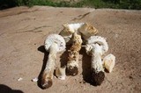Amanita vittadinii image