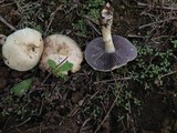 Stropharia coronilla image