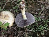Stropharia coronilla image