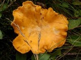 Cantharellus enelensis image