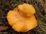 Cantharellus enelensis image