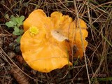 Cantharellus enelensis image