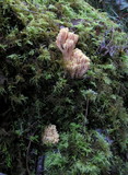 Ramaria formosa image