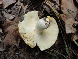 Russula ochroleucoides image