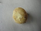 Russula pulverulenta image