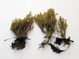 Phaeoclavulina myceliosa image