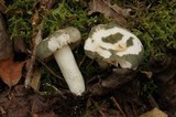 Russula redolens image