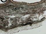 Russula redolens image