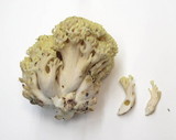 Ramaria rubiginosa image