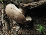 Lactarius kauffmanii image
