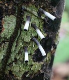 Camillea leprieurii image