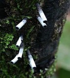 Camillea leprieurii image