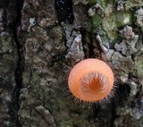 Cookeina tricholoma image