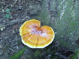 Ganoderma curtisii image