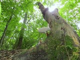 Ganoderma curtisii image