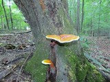 Ganoderma curtisii image