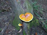 Ganoderma curtisii image