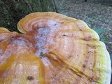 Ganoderma curtisii image