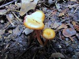 Hygrocybe laeta var. laeta image