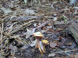 Hygrocybe laeta var. laeta image