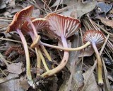 Hygrocybe laeta var. laeta image