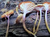 Hygrocybe laeta var. laeta image