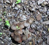 Pluteus longistriatus image