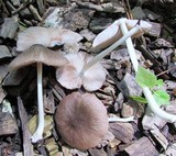 Pluteus longistriatus image