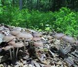 Pluteus longistriatus image
