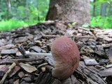 Pluteus longistriatus image