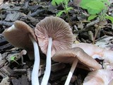 Pluteus longistriatus image