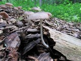 Pluteus longistriatus image