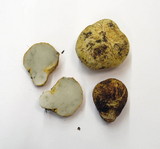 Rhizopogon ochraceorubens image