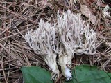 Clavulina cinerea image