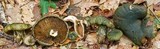 Lactarius atroviridis image