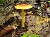 Amanita parcivolvata image