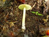 Amanita parcivolvata image