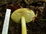 Amanita parcivolvata image