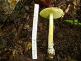 Amanita parcivolvata image