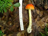 Amanita parcivolvata image