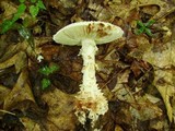 Amanita cokeri image