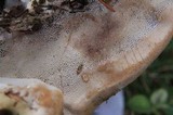Ganoderma sessile image