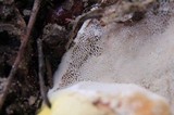 Ganoderma sessile image