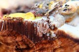 Ganoderma sessile image