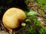 Pseudoboletus parasiticus image