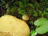 Pseudoboletus parasiticus image