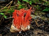 Laternea pusilla image